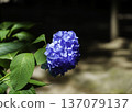 Blue hydrangea 137079137