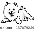 Spitz 小狗黑白透明背景狗插圖 137079289