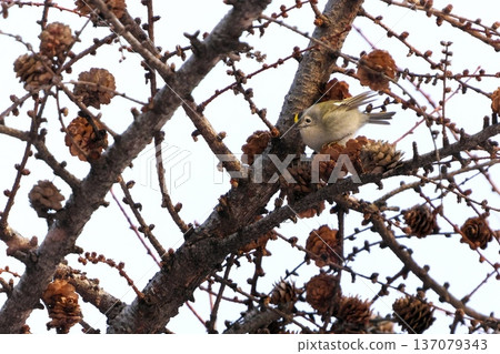 A goldcrest perched on a larch branch A goldcrest perched on a larch branch 137079343
