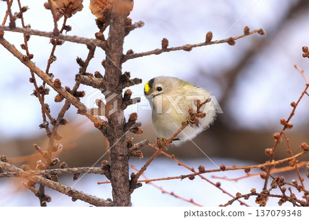 A goldcrest perched on a larch branch A goldcrest perched on a larch branch 137079348
