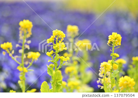 Landscape with rape blossoms Landscape with rape blossoms 137079504