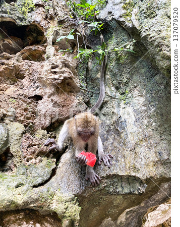 Monkey eating watermelon slice while perched on rocky surface surrounded by greenery in a natural habitat setting 137079520