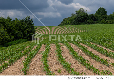 Lush green corn field stretches across rolling hills under a cloudy sky indicating a bountiful harvest season in the countryside 137079549