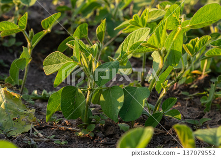 Young soybean plants thriving in rich soil during the early morning sun in a vibrant agricultural field 137079552