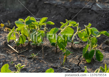 Green soybean plants growing in fertile soil under bright sunlight during the early stages of the crop development season in a rural farming area 137079554