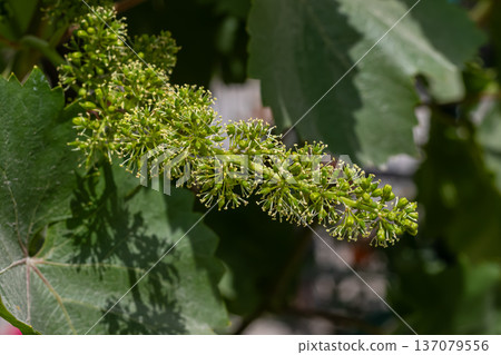 Clusters of budding green grapes growing on a vine surrounded by lush green leaves in a vineyard during mid-summer Clusters of budding green grapes growing on a vine surrounded by lush green leaves in a vineyard during mid-summer 137079556