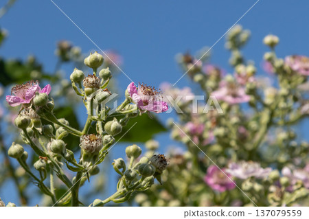 European Dewberry blooms attract pollinators in a sunny field during early summer showcasing delicate pink flowers and green buds against a clear blue sky 137079559