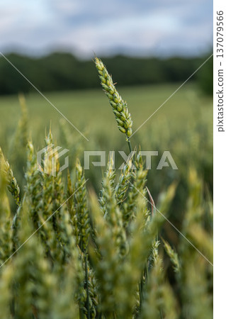 Golden wheat sways gently in the breeze under overcast skies in a lush field during early summer 137079566