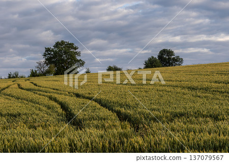 Wheat field showing lush crops under a cloudy sky with trees in the background during early evening hours 137079567