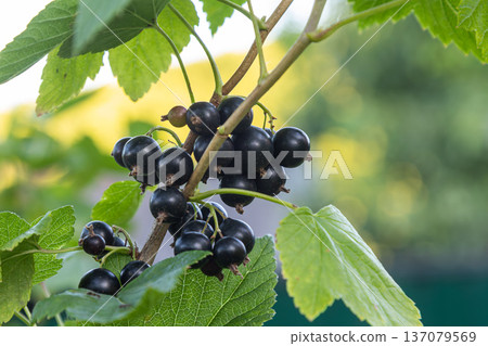 Blackcurrant bush bearing aromatic black berries in a sunny garden setting during the summer season 137079569