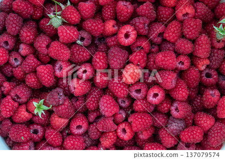Freshly harvested raspberries displayed in abundant vibrant red hues under natural light in a rustic setting Freshly harvested raspberries displayed in abundant vibrant red hues under natural light in a rustic setting 137079574