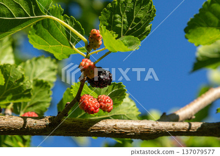 Black mulberry fruit tree in sunlight showcasing ripe black berries and red unripe fruits among green leaves during warm summer day 137079577