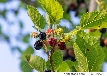 Black mulberry tree showcasing ripe black berries and unripe red and green berries in a vibrant natural setting during mid-summer 137079578