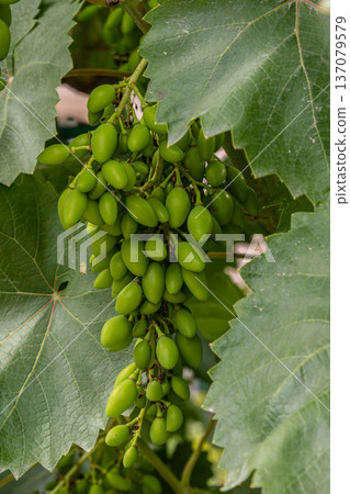 Clusters of unripe green grapes hanging beneath large leaves in a vineyard during the growing season 137079579