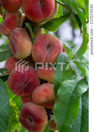 Vibrant Saturn peaches ripening on tree branches in an orchard during late summer ready for harvest 137079580