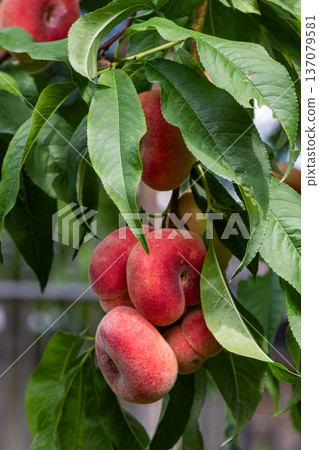 Saturn peaches grow abundantly on a lush tree branch in a sunny garden during late summer 137079581