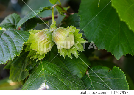 Hazelnuts growing on a tree with vibrant green leaves under natural light in a serene environment 137079583