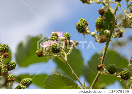 European dewberry plants display green fruit and delicate flowers under a clear sky in a field during late spring season in Europe European dewberry plants display green fruit and delicate flowers under a clear sky in a field during late spring season in Europe 137079599