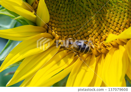 Bright sunflowers attract busy bees in a summer field under clear blue skies Bright sunflowers attract busy bees in a summer field under clear blue skies 137079608