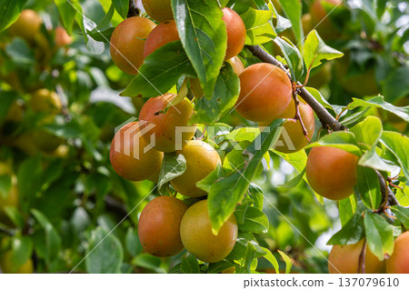 Clusters of ripe Prunus cerasifera fruit hanging on branches under bright sunlight in a lush garden during late summer Clusters of ripe Prunus cerasifera fruit hanging on branches under bright sunlight in a lush garden during late summer 137079610