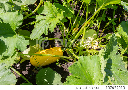 Zucchini and summer squash growing abundantly among lush green leaves in a home garden under bright sunlight 137079613