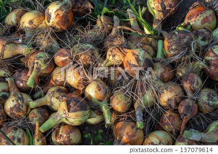 Freshly harvested onions scattered on the ground in a farm field under daylight surrounded by green foliage and soil Freshly harvested onions scattered on the ground in a farm field under daylight surrounded by green foliage and soil 137079614