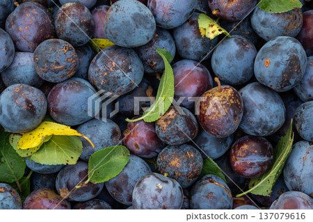 Freshly harvested plums surrounded by green leaves showcasing their rich purple color and natural textures in a close-up view at midday Freshly harvested plums surrounded by green leaves showcasing their rich purple color and natural textures in a close-up view at midday 137079616