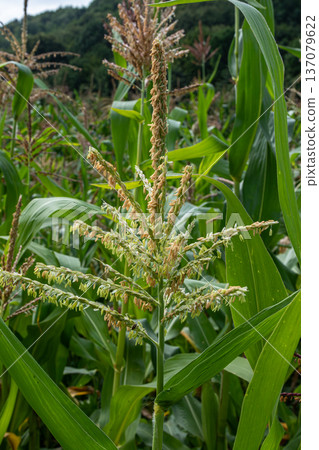 Corn field thriving under sunny skies showcasing delicate tassels and robust green foliage during mid-summer growth season Corn field thriving under sunny skies showcasing delicate tassels and robust green foliage during mid-summer growth season 137079622