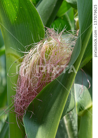 Close-up view of corn silk emerging from healthy corn plants in a vibrant field during the growing season under bright sunlight 137079625
