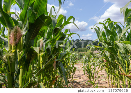 Lush green corn field under a bright blue sky featuring vibrant stalks and ears ready for harvest on a sunny summer day Lush green corn field under a bright blue sky featuring vibrant stalks and ears ready for harvest on a sunny summer day 137079626