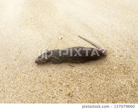 Dead rat lying on sandy shore with fine grains of sand and a clear beach background, showcasing the animal's body and tail in detail Dead rat lying on sandy shore with fine grains of sand and a clear beach background, showcasing the animal's body and tail in detail 137079660
