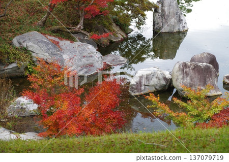 Maple trees in Sankeien 137079719