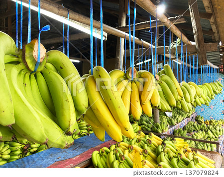 Fresh green and yellow bananas displayed for sale at an Asian market, hanging from blue strings with a vibrant assortment of fruits in the background Fresh green and yellow bananas displayed for sale at an Asian market, hanging from blue strings with a vibrant assortment of fruits in the background 137079824