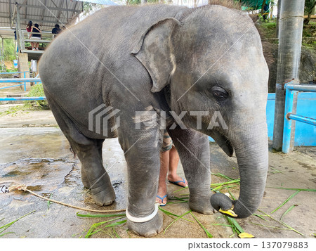 Baby elephant in captivity standing on a concrete surface, surrounded by green vegetation and a blue enclosure wall, with a person partially visible nearby Baby elephant in captivity standing on a concrete surface, surrounded by green vegetation and a blue enclosure wall, with a person partially visible nearby 137079883