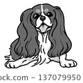 騎士查理王犬插圖，透明背景，黑白 137079950