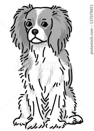 騎士查理王犬插圖,透明背景,黑白 騎士查理王犬插圖,透明背景,黑白 137079951