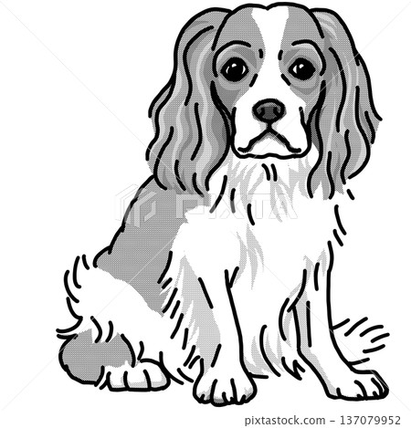 騎士查理王犬插圖，透明背景，黑白 137079952