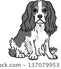 騎士查理王犬插圖，透明背景，黑白 137079953