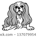 騎士查理王犬插圖，透明背景，黑白 137079954