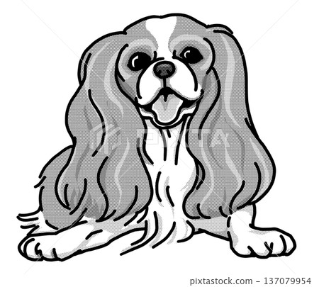 Cavalier dog illustration, transparent background, black and white Cavalier dog illustration, transparent background, black and white 137079954