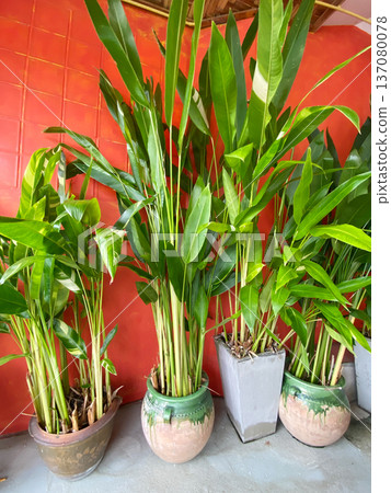 Indoor potted plants with large green leaves in decorative ceramic and concrete pots against a vibrant red wall in a modern interior setting Indoor potted plants with large green leaves in decorative ceramic and concrete pots against a vibrant red wall in a modern interior setting 137080078