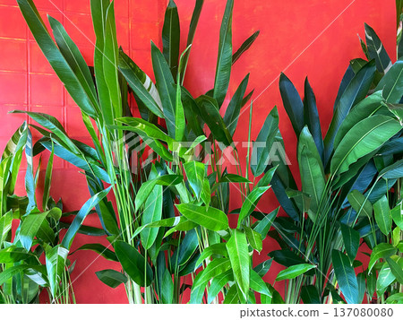 Lush green tropical plants against a vibrant red wall, showcasing a variety of leaf shapes and textures in a modern indoor setting Lush green tropical plants against a vibrant red wall, showcasing a variety of leaf shapes and textures in a modern indoor setting 137080080