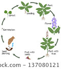 A growth cycle of sage plant on a white background. 137080121