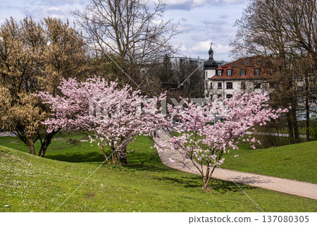 Cherry blossoms in Munich, Germany. Pink cherry blossoms with a blue and cloudy sky background. Spring in Germany. Cherry blossoms in Munich, Germany. Pink cherry blossoms with a blue and cloudy sky background. Spring in Germany. 137080305