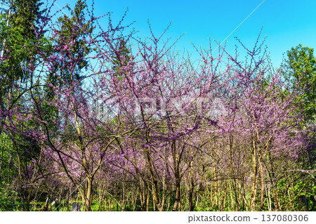 Eastern Redbud Tree or Cercis canadensis blossoming in the World Forest, Weltwald in Freising near Munich, Germany. 137080306