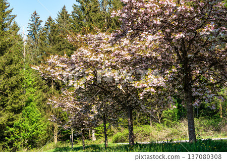Japanese cherry, Prunus serrulata blossoming in the World Forest, Weltwald in Freising near Munich, Germany. Japanese cherry, Prunus serrulata blossoming in the World Forest, Weltwald in Freising near Munich, Germany. 137080308