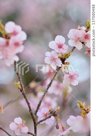 Kawazu cherry blossoms to announce the arrival of spring 137080498
