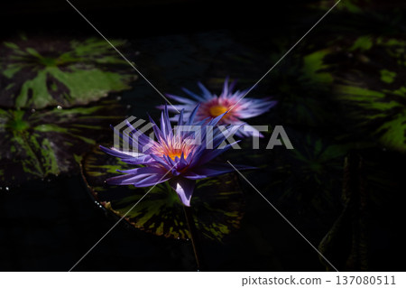Water lotus Water lotus 137080511