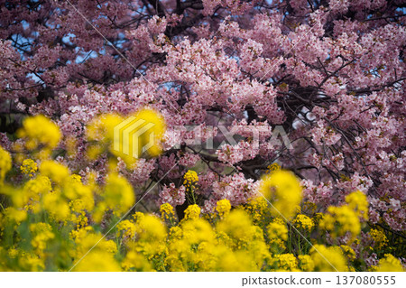 春天來了 137080555