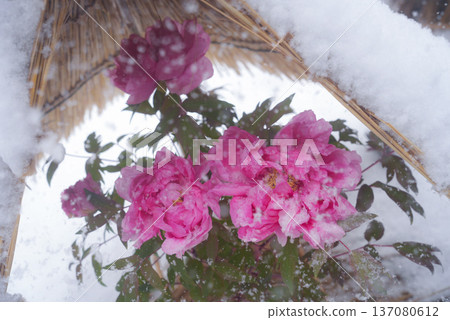 Red peonies blooming in the snow 137080612
